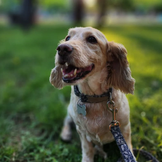Bruno